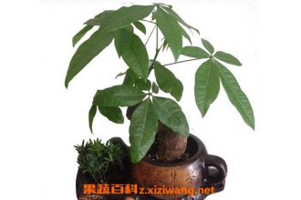 �в�������ֳ������ע������