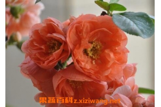 �����ֺ��ĵ���ֳ����