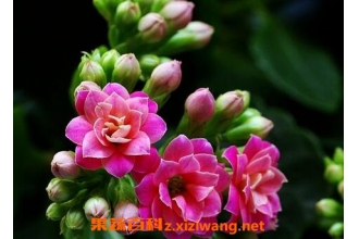 ���پյ���ֳ������ע������