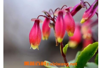 ���ٹ��Ƶ���ֳ������ע������
