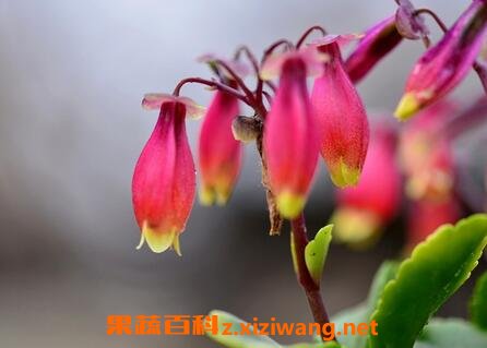 ���ٹ��Ƶ���ֳ������ע������