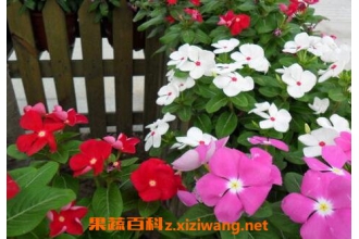 ����������ֳ������ע������