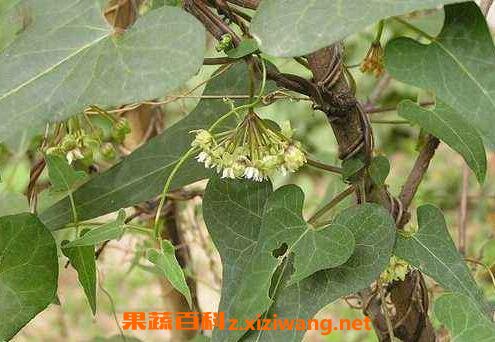 ҹ���ٵĹ�Ч�����ü�����