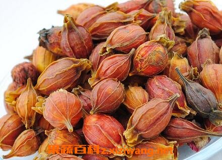 栀子茶的功效与作用及食用方法