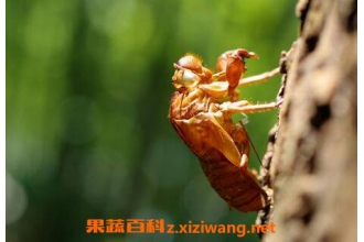 ֪�˿ǵ�ҩ�ü�ֵ ֪�˿ǵĹ�Ч������