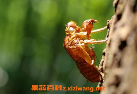 ֪�˿ǵ�ҩ�ü�ֵ 