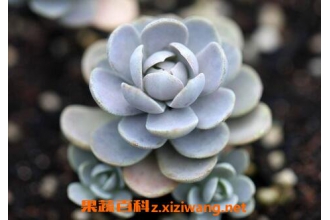 �ӳ�������ֳ���� �ӳ���������֦��