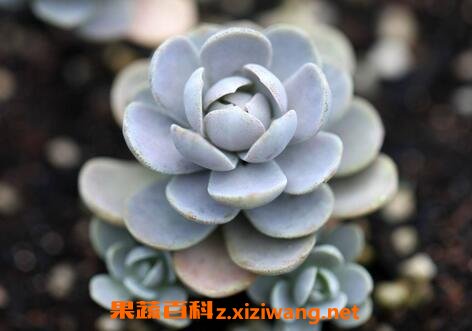 �ӳ�������ֳ���� �ӳ���������֦��