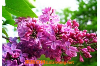 �Ӷ���ͼƬ �Ӷ�������ֳ����