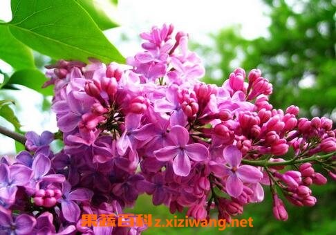 �Ӷ���ͼƬ �Ӷ���������