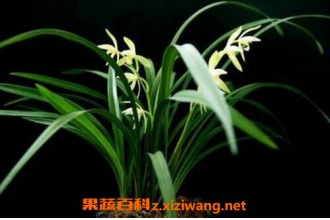 ����������ֲ���� �����������ֳ