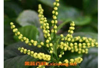 ���黨��ô�� ���黨����ֳ����