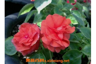 �ذ���޷��ɻ�����ֳ����
