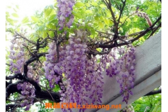 ���ٻ���ô��ֲ ���ٻ�����ֳ����