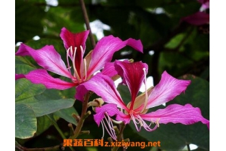 �Ͼ�������޼� �Ͼ�����η�ֳ