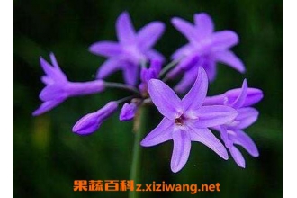 �Ͻ�����ô��ֳ �Ͻ�������ֳ����