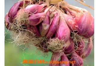 ��ҩ���ͷ�Ĺ�Ч������