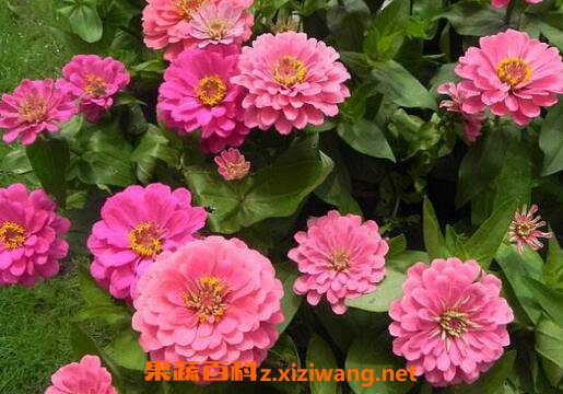 �������Ĳݱ�������Щ