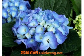 ��������ô�� ��������ֳ��������