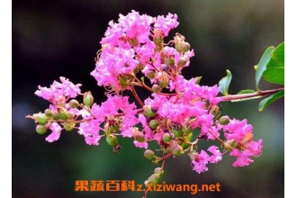 ��ޱ��������ô�� ��ޱ������ֳ������ע������