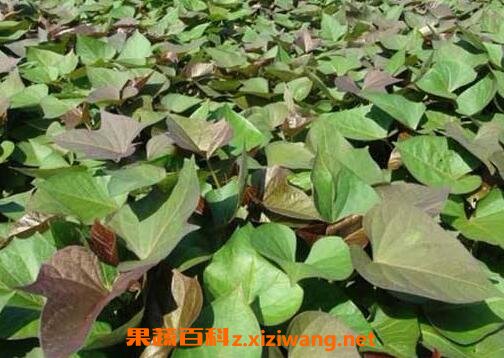 ����Ҷ�ӵ�Ӫ����ֵ