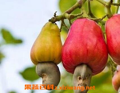 �������Ӫ����ֵ�빦Ч