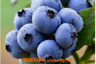 蓝莓能多吃吗 蓝莓吃多了会怎么