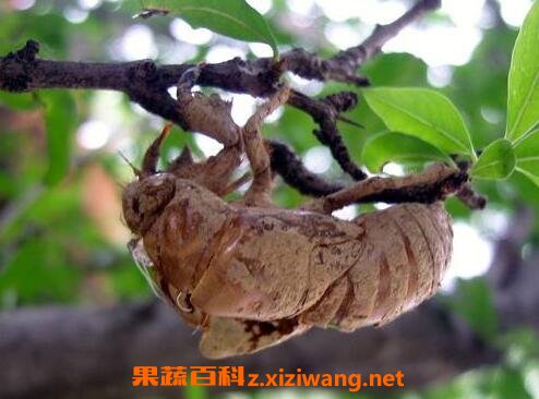 金蝉壳的功效与作用