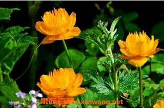 �������Ĺ�Ч������ ��������ʳ�÷���