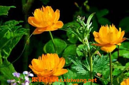 �������Ĺ�Ч�����ü�ʳ�÷���