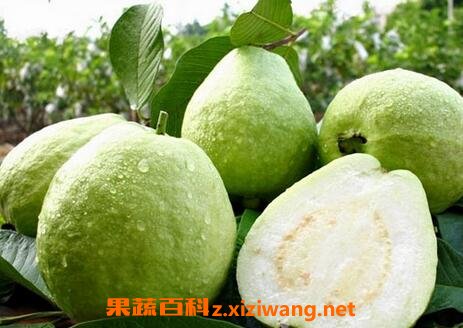 ���˷��ð��ָ���ʲô����