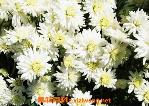 �ջ���ҩ�ü�ֵ�͹�Ч