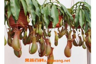 �����������ֳ ��������ȷ��ֳ����