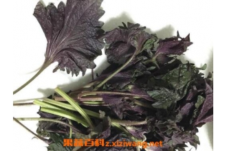 ���չ��������Ĺ�Ч������