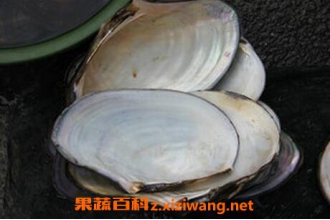 �Ӱ��ǵ�ҩ�ü�ֵ �Ӱ��ǵĹ�Ч