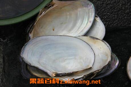 �Ӱ��ǵ�ҩ�ü�ֵ