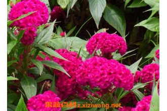 ���ڻ��Ĺ�Ч���÷� ���ڻ���ҩ�ü�ֵ