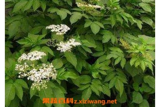 ������Ĺ�Ч������ �������ҩ�ü�ֵ