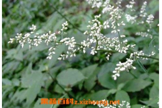 ����ū�Ĺ�Ч������ ����ūҩ�ü�ֵ