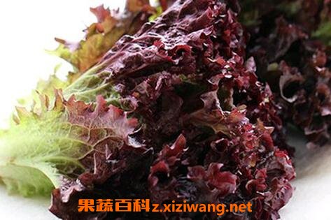��ݫ���Ӫ����ֵ