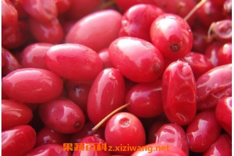 ɽ����Ĺ�Ч������