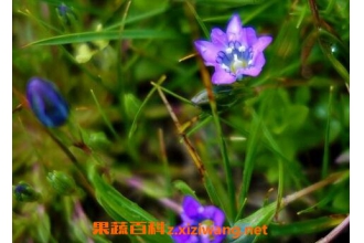 ��ҩ��������ζ�龭 �����ݵĹ�Ч���ü�Ӧ��