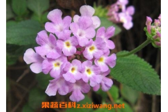 ����Ӣ�ݵĹ�Ч������