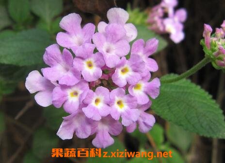 ����Ӣ�ݵĹ�Ч������