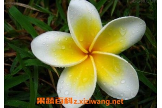 �������Ĺ�Ч��Ӧ�� ��������ҩ�ù�Ч