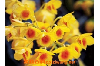 ��ɽʯ�����Ĺ�Ч�����ü�ʳ�÷���