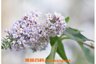 ���׷����Ĺ�Ч������ ���׷�����ҩ�ü�ֵ