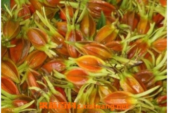 �����ӵĹ�Ч������ �����ӵ�ҩ�ü�ֵ
