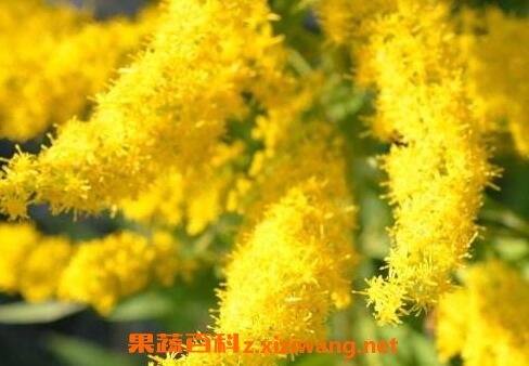һ֦�ƻ��Ĺ�Ч������