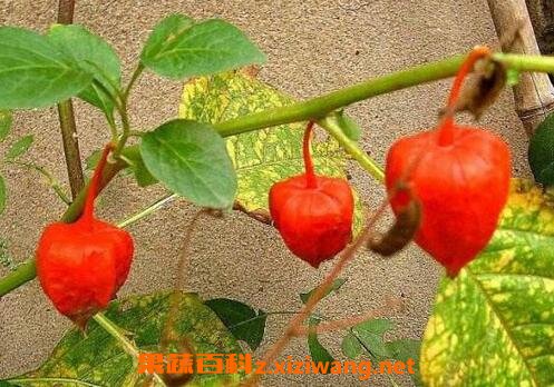 �Ὤ�Ĺ�Ч������
